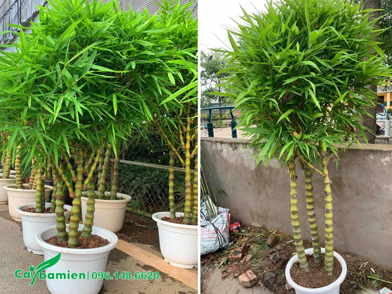 Hàng chục cây Trúc Quan Âm trồng sẵn trong chậu chiều cao gần 2m