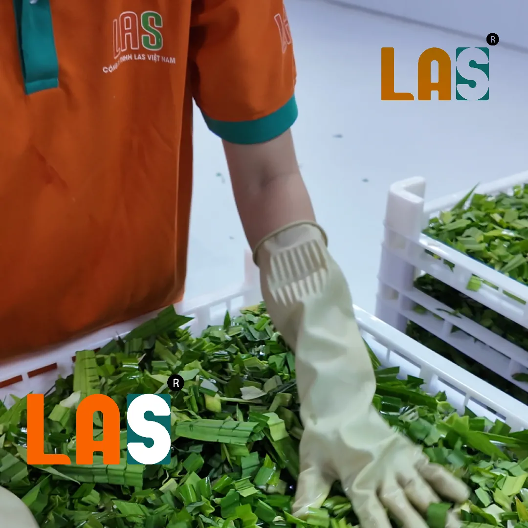 Lá dứa được trải đều trên khay sấy