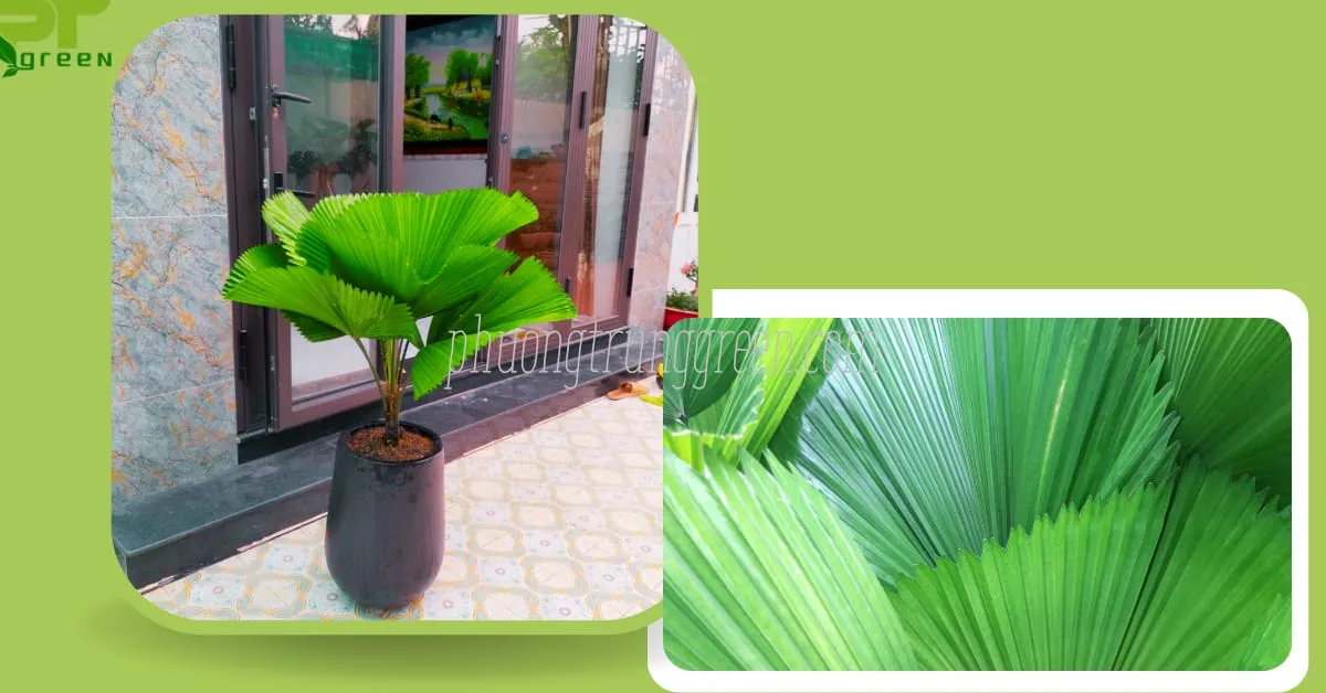 Câu hỏi thường gặp về cây Kè Nhật