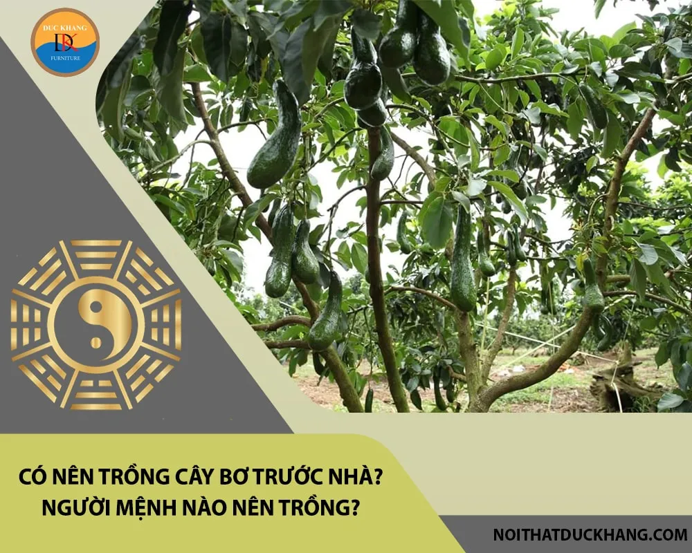 Ý nghĩa phong thủy của cây bơ trồng trước nhà