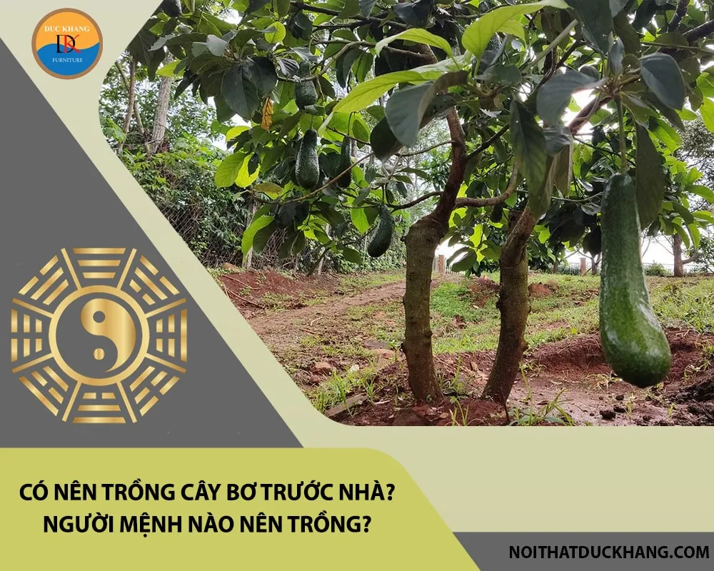 Chăm sóc cây bơ để cây luôn xanh tốt và ra trái đều