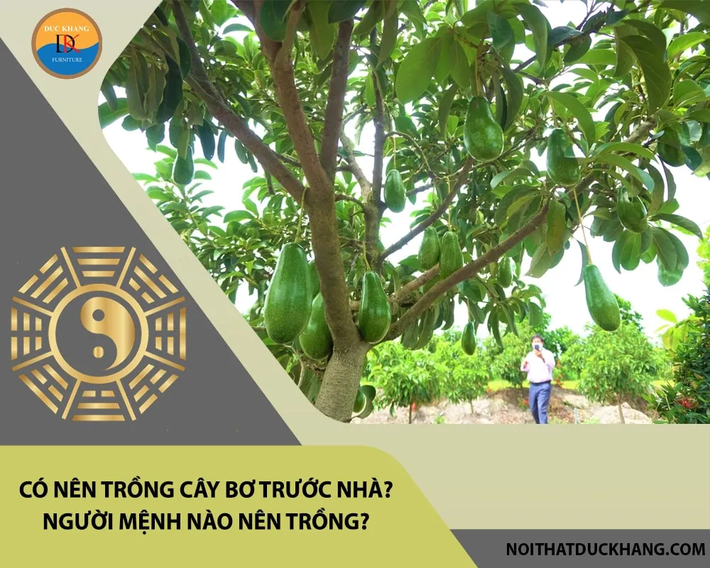 Các bước trồng cây bơ cho người mới bắt đầu