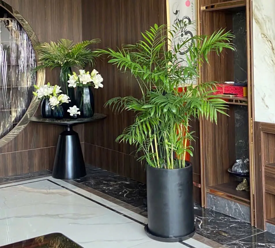 Cây cau Hawai phong thủy