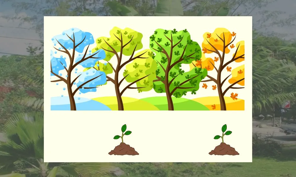 Giai đoạn phù hợp để nhân giống cây chuối rẻ quạt là vào mùa Xuân hoặc mùa Thu