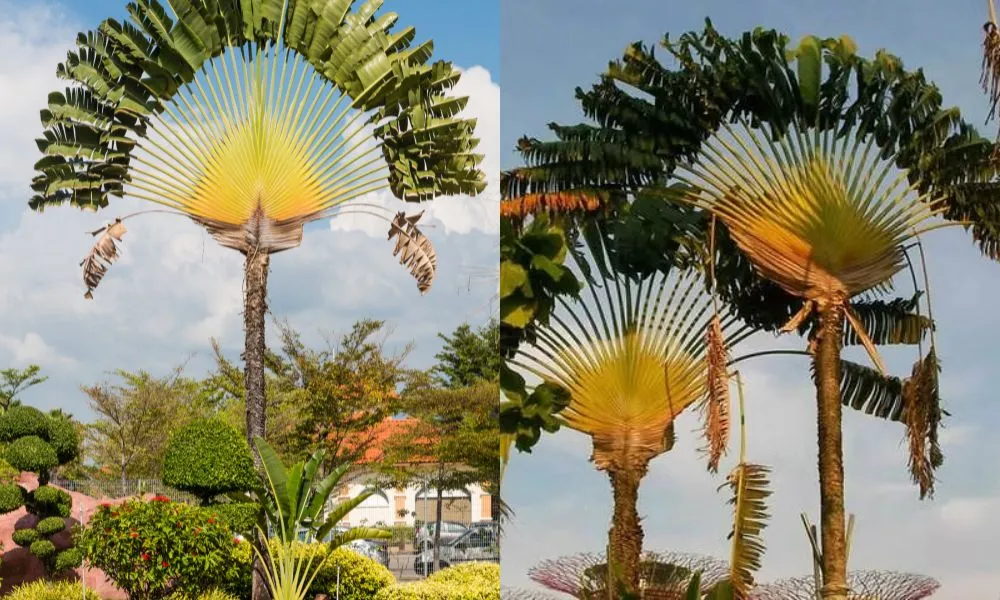 Cây chuối rẻ quạt dễ chăm, có thể phát triển cao lớn với tán lá rộng