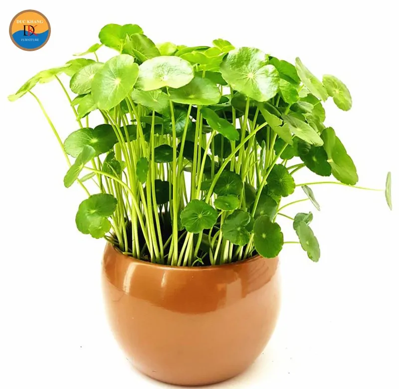 Cây Cỏ Đồng Tiền giúp thanh lọc không khí và thư giãn tinh thần