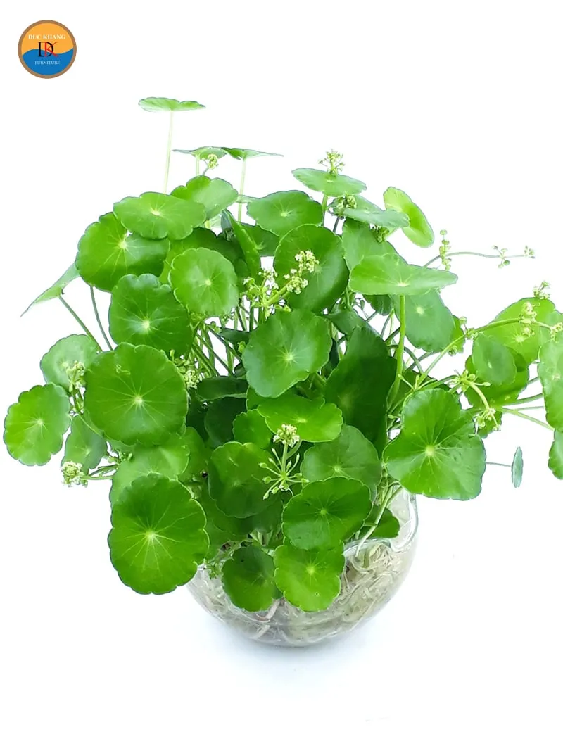 Cây Cỏ Đồng Tiền với lá tròn như đồng xu, biểu tượng cho tài lộc