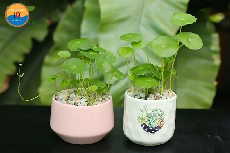 Cây Cỏ Đồng Tiền có màu xanh tươi, tượng trưng cho mệnh Mộc