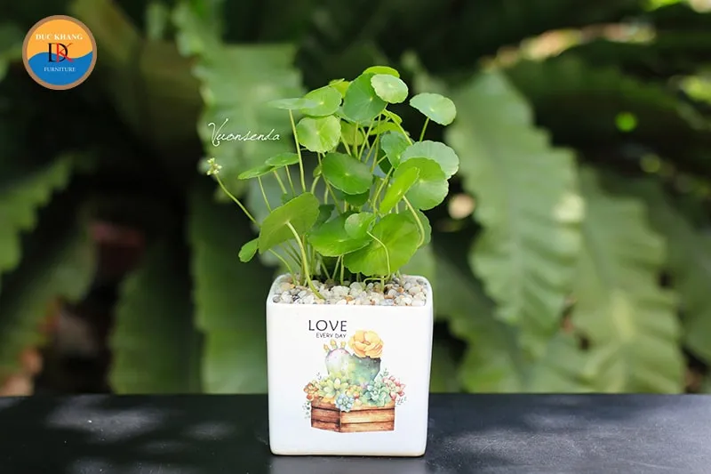 Cây Cỏ Đồng Tiền đặc biệt hợp với người tuổi Thìn và Tỵ