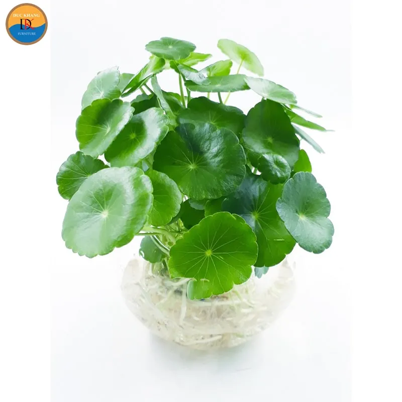 Vị trí đặt cây Cỏ Đồng Tiền theo hướng hợp mệnh