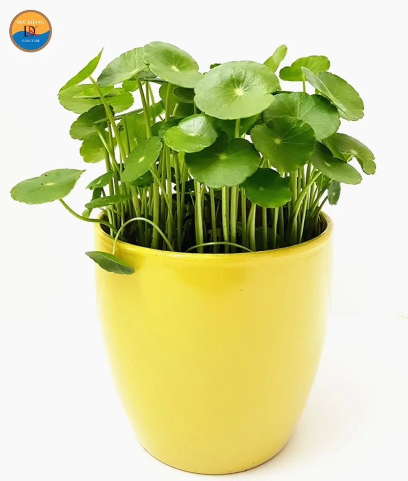 Lựa chọn cây Cỏ Đồng Tiền khỏe mạnh, xanh tươi để mang lại tài lộc