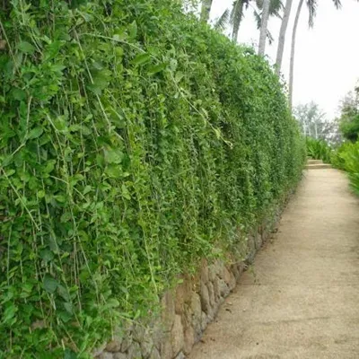 Ý nghĩa tác dụng của Cây cúc tần Ấn Độ