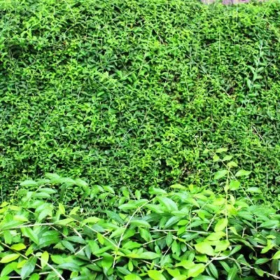 Cách chọn mua và chăm sóc Cây cúc tần Ấn Độ