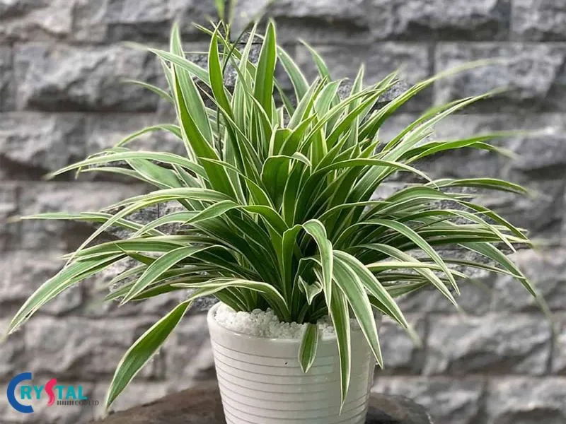 Cây Dây Nhện đem lại nhiều may mắn cho người mệnh Kim