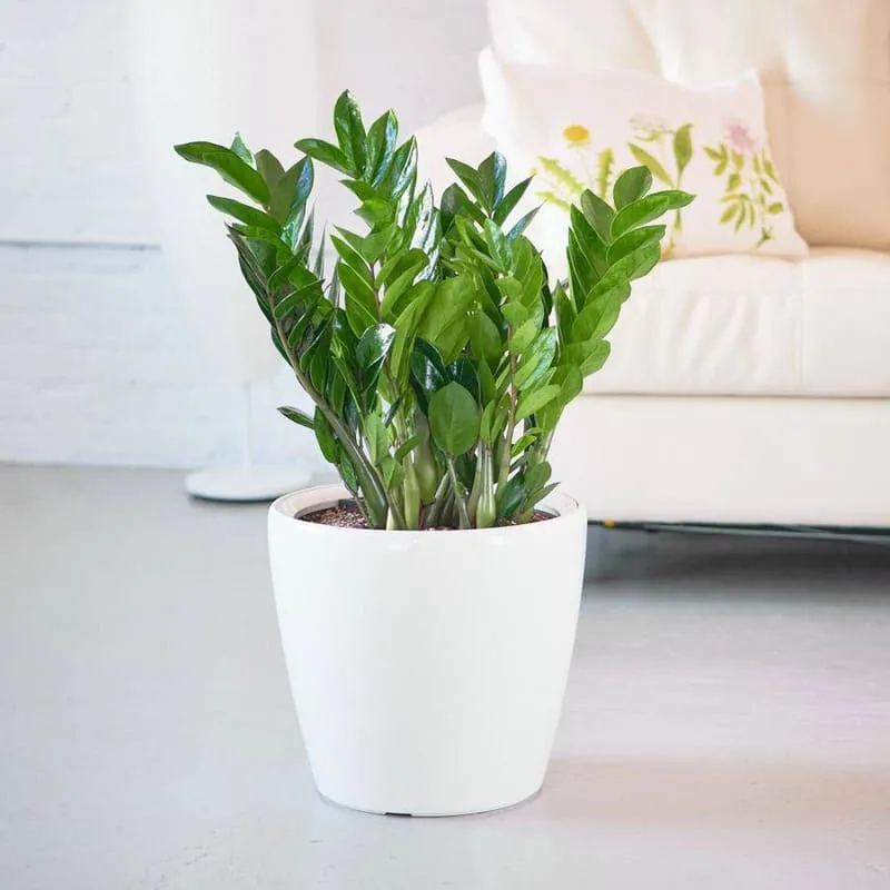 Cây Kim Tiền thu hút tiền bạc cho mệnh Kim