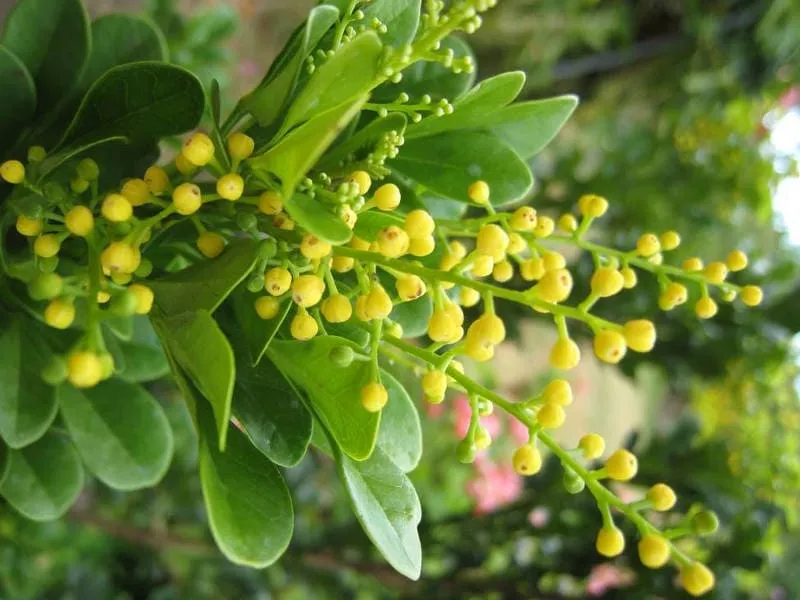 Cây Hoa Ngâu là cây hợp mệnh kim.