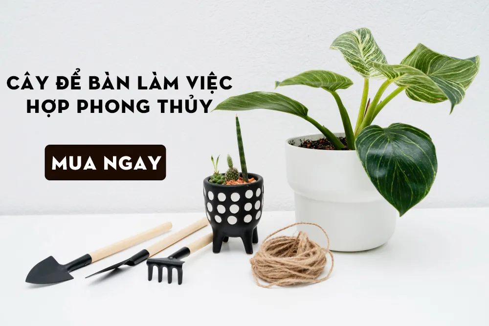 Cây cảnh mang năng lượng tích cực cho không gian sống của bạn