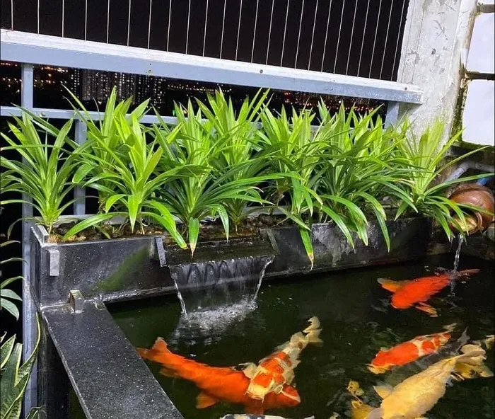 Cây Dứa mang tới giá trị thẩm mỹ cao cho hồ cá Koi