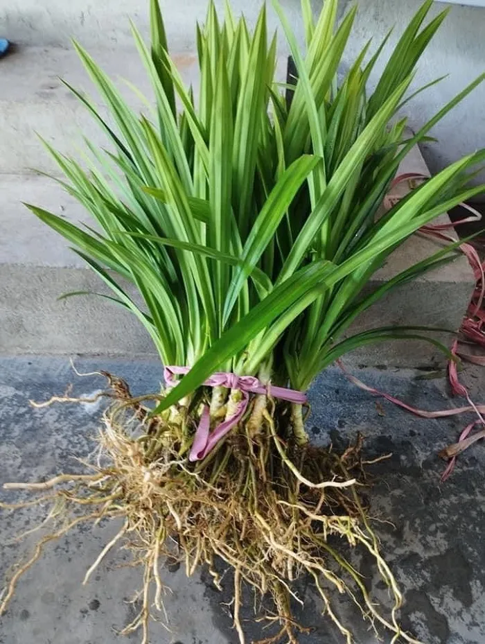 Ngoài việc dùng làm cây cảnh nó còn dùng làm thuốc, thức ăn