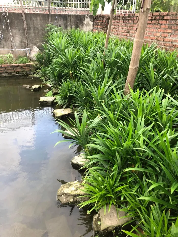Cây giúp nước hồ cá Koi luôn sạch sẽ