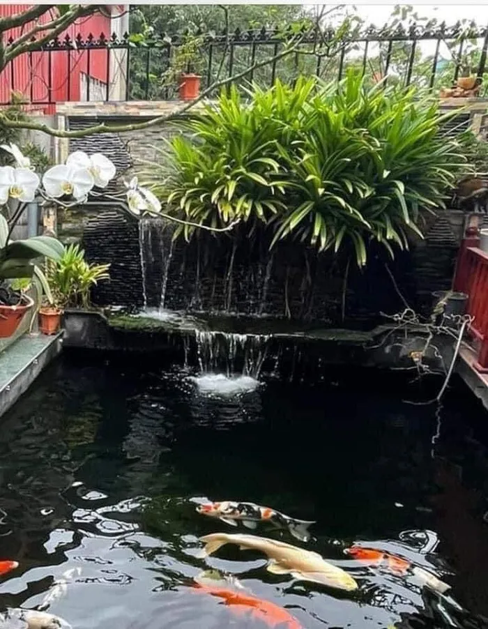 Việt Hoa Viên - Địa chỉ bán cây Dứa lọc nước hồ cá Koi giá tốt
