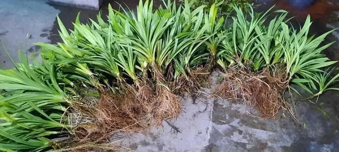Cách chăm sóc, trồng cây Dứa cực kỳ đơn giản