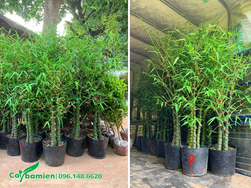 Cây giống Trúc Quan Âm cao 60 - 70cm