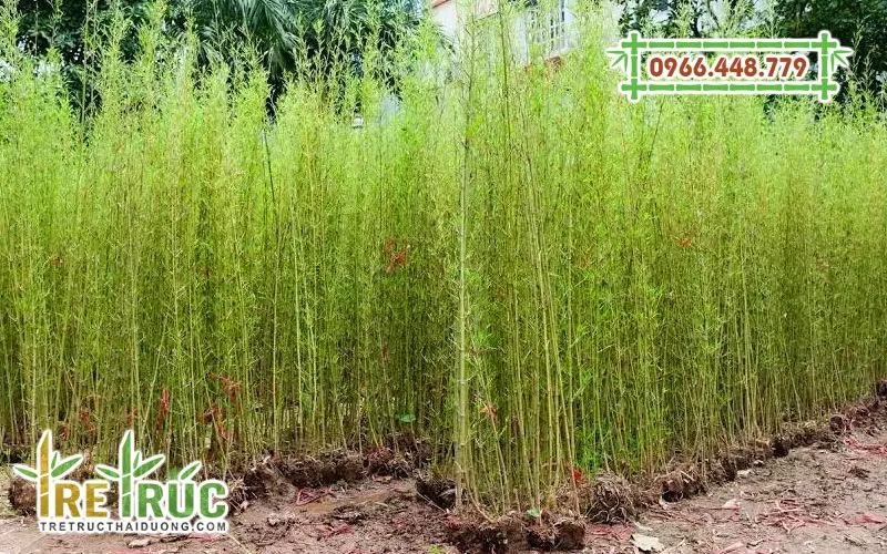 Cây giống trúc quân tử