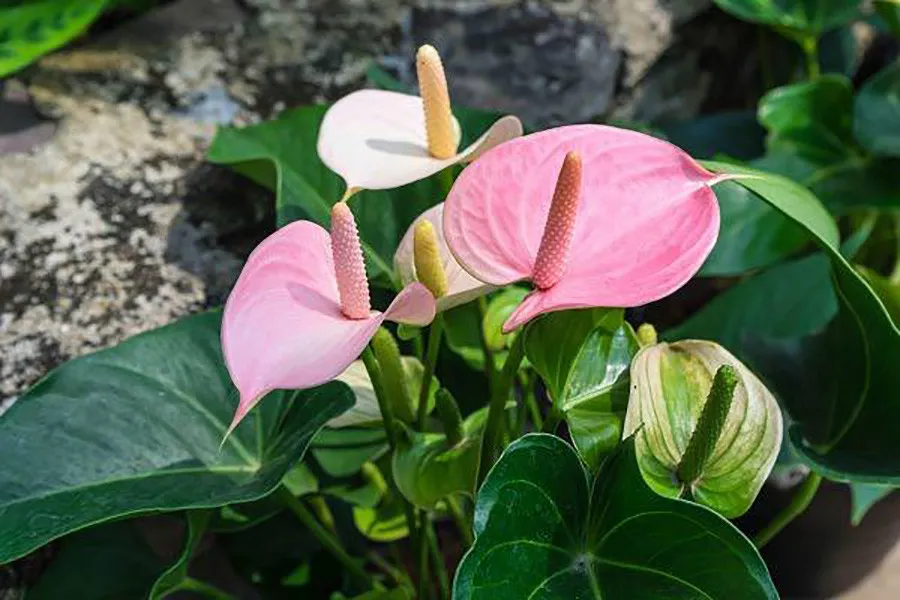 Cây hồng môn tác dụng thanh lọc không khí hiệu quả.