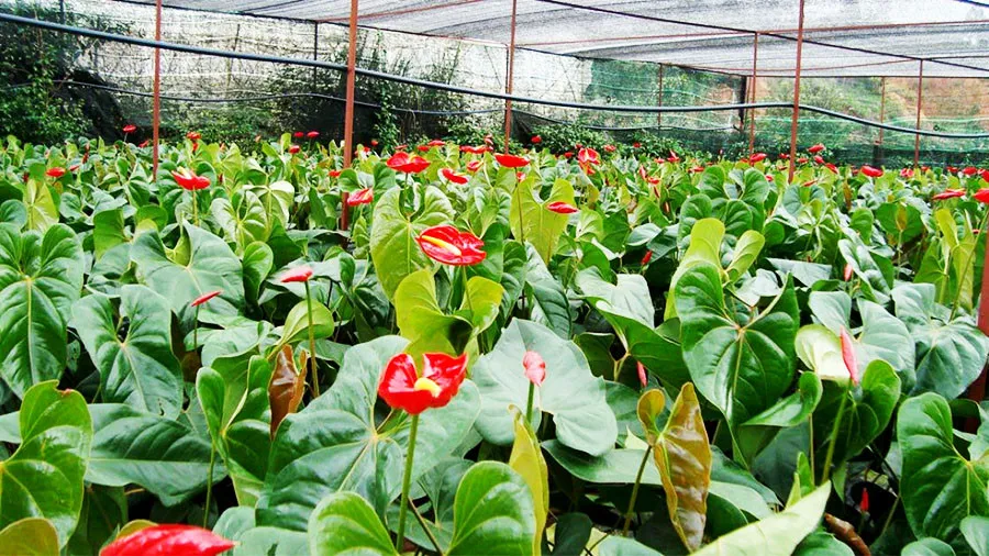Cây hồng môn rất dễ trồng và không tốn nhiều công chăm sóc.