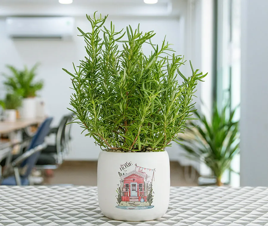 Cây hương thảo tươi xanh với mùi thơm đặc trưng, mang lại cảm giác thư thái