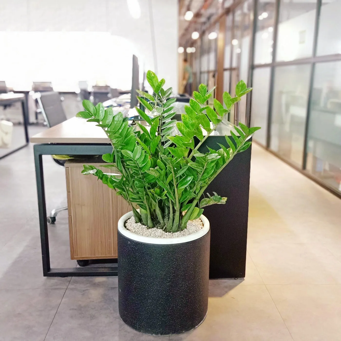 Cây Kim Tiền hợp phong thủy cho người mệnh Kim.