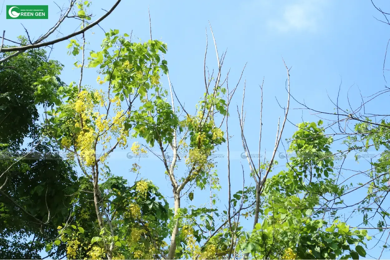 Hoa muồng hoàng yến rủ xuống như thác vàng rực rỡ