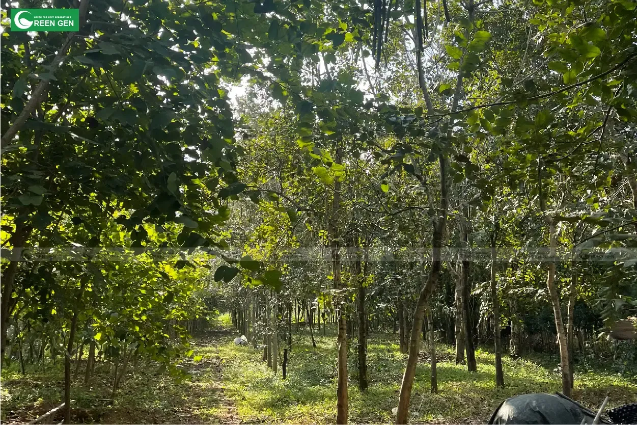 Những lô cây muồng hoàng yến tươi tốt, sẵn sàng đến với các công trình