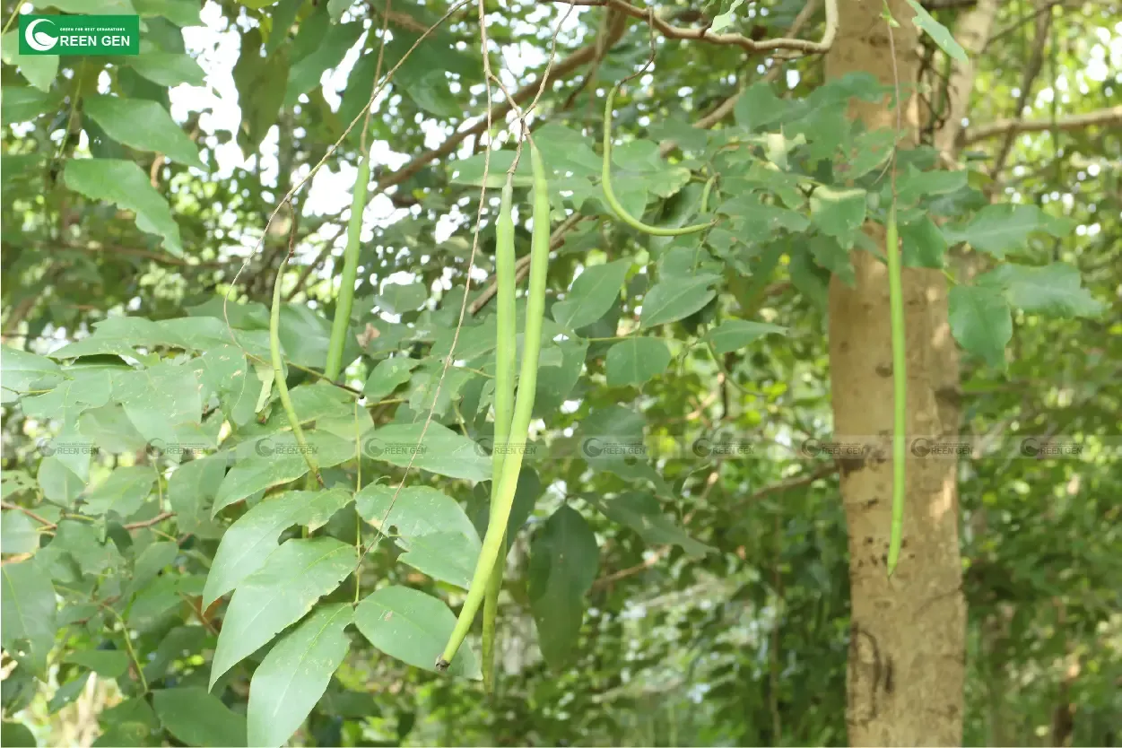 Quả muồng hoàng yến hình trụ dài với các đốt rõ rệt