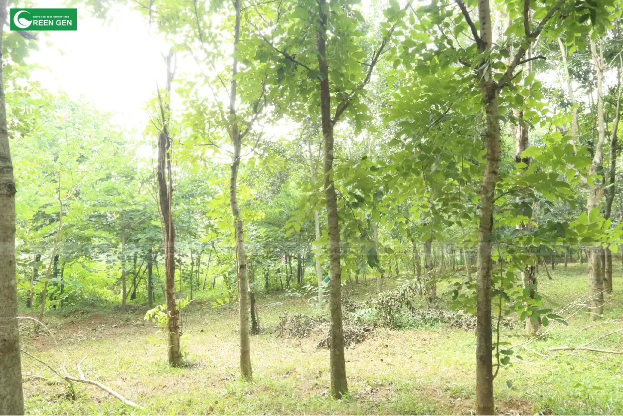 Cây muồng hoàng yến được ươm trồng tại vườn ươm, sẵn sàng cho các dự án cảnh quan