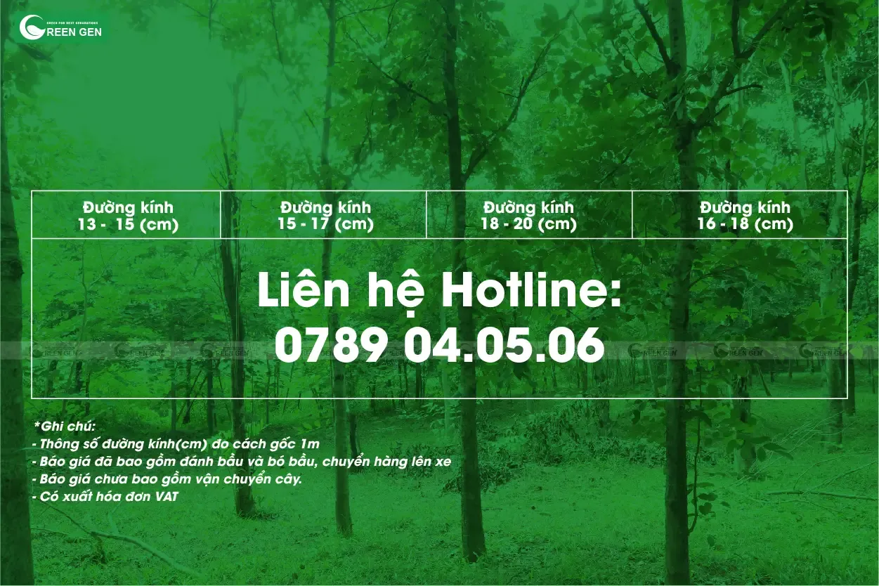 Liên hệ Green Gen để nhận báo giá chi tiết và tư vấn về cây muồng hoàng yến