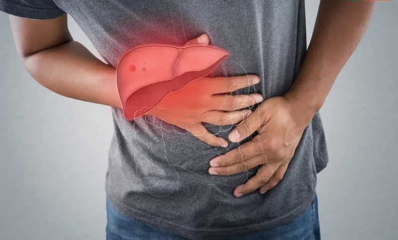 Cây nhân trần được dùng để hỗ trợ chức năng gan khỏe mạnh