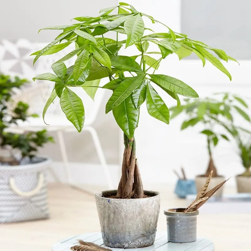 Cây Kim Ngân giúp sự nghiệp thăng tiến