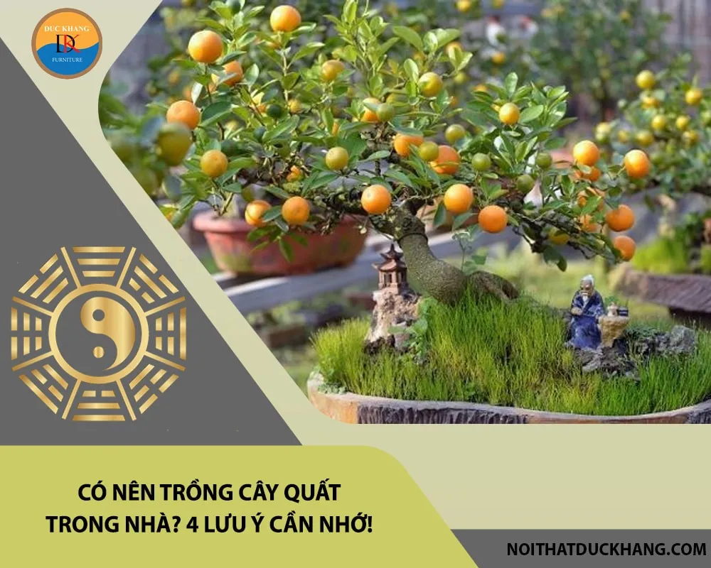 Một cây quất cảnh nhỏ được đặt trong chậu trang trí trong nhà, với lá xanh tươi và quả vàng rực rỡ, tượng trưng cho sự thịnh vượng