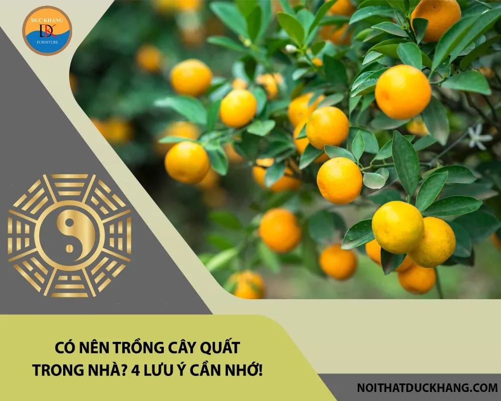 Một cây quất cảnh được đặt trong chậu sứ trắng trang nhã, với quả vàng óng ánh và lá xanh mướt, nổi bật trong không gian nội thất hiện đại