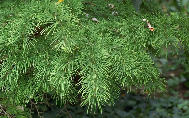 Ý nghĩa phong thủy của cây thông lá kim