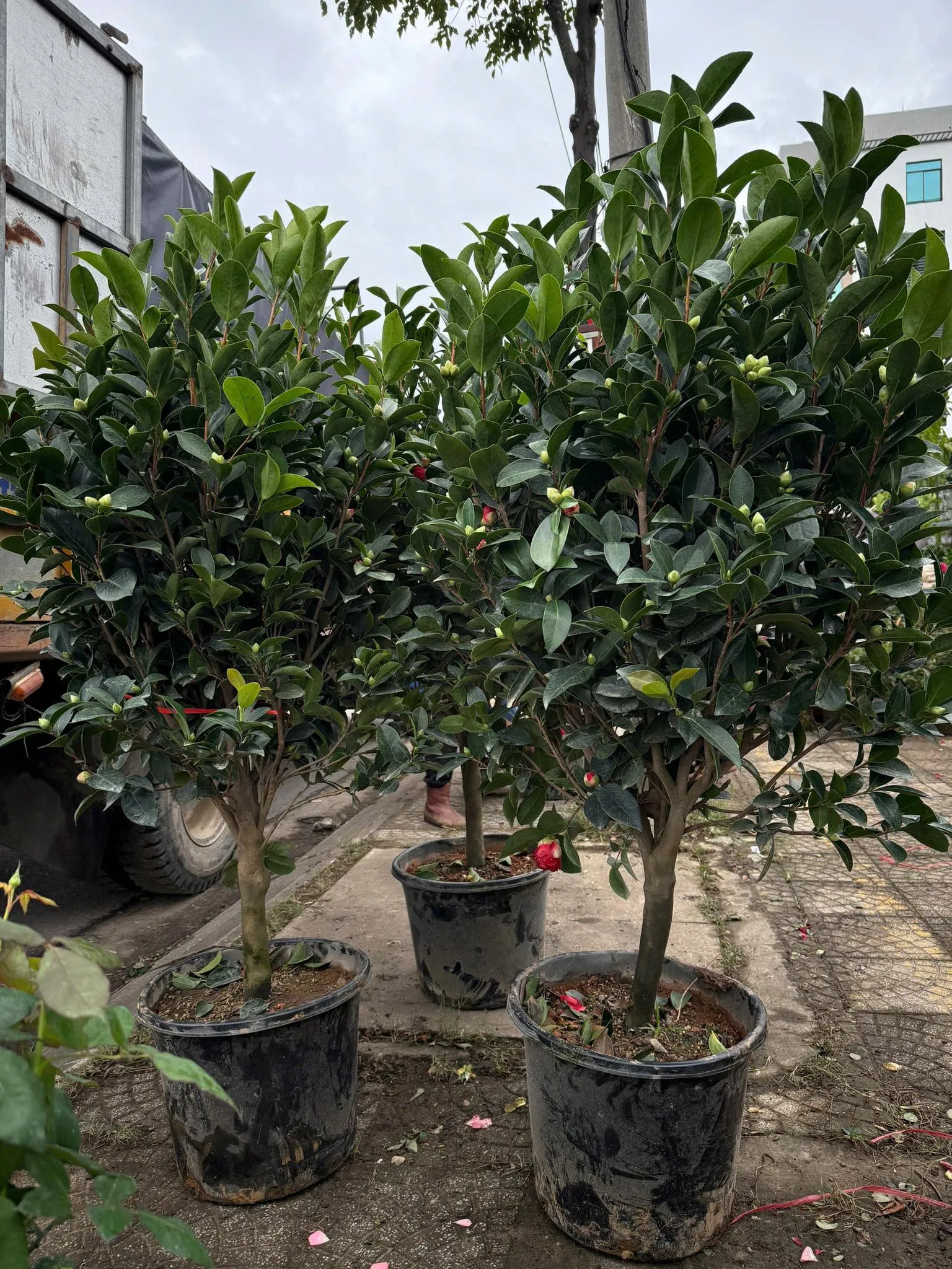 Những bông hoa trà tứ quý rực rỡ sắc màu