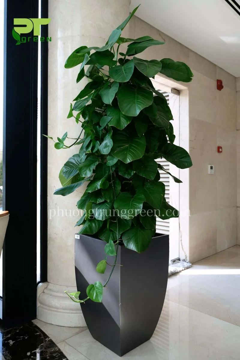 Chậu cây trầu bà leo cột lớn, đặt sàn sang trọng, tạo điểm nhấn xanh tươi cho không gian