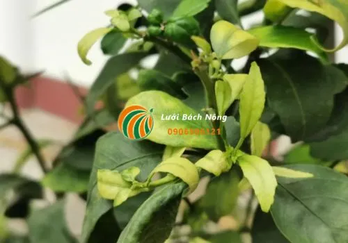 Cây trồng bị quăn lá thường là dấu hiệu của việc thiếu hụt dinh dưỡng