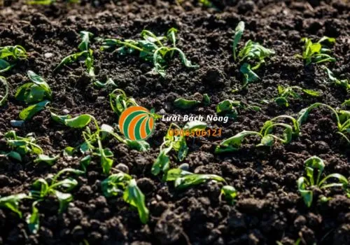 Cây trồng bị sốc khi cấy ghép cần được chăm sóc đặc biệt để hồi phục