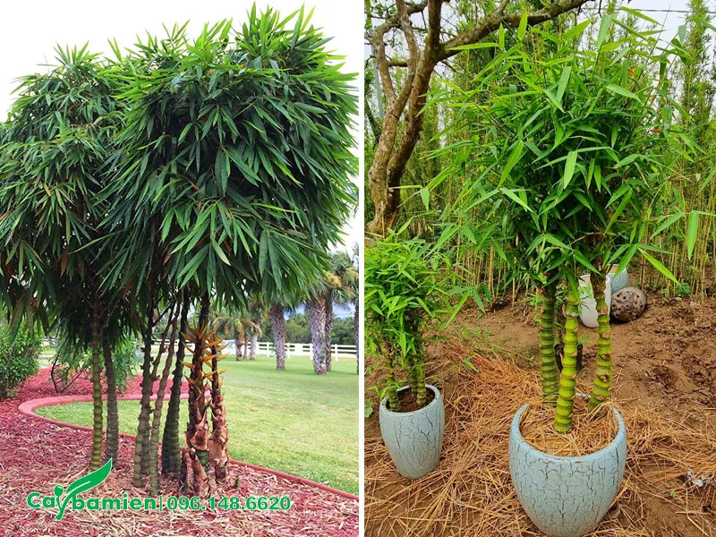 Trúc Quan Âm trồng bụi và trồng trong chậu để làm cảnh, trang trí công trình