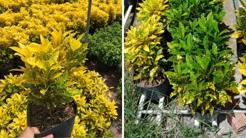 Những chiếc lá Vàng bạc rực rỡ