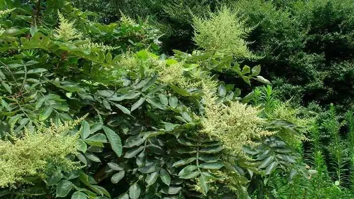 Cây muối là loại cây thân gỗ nhỏ, có hoa trắng ngà và quả màu vàng cam