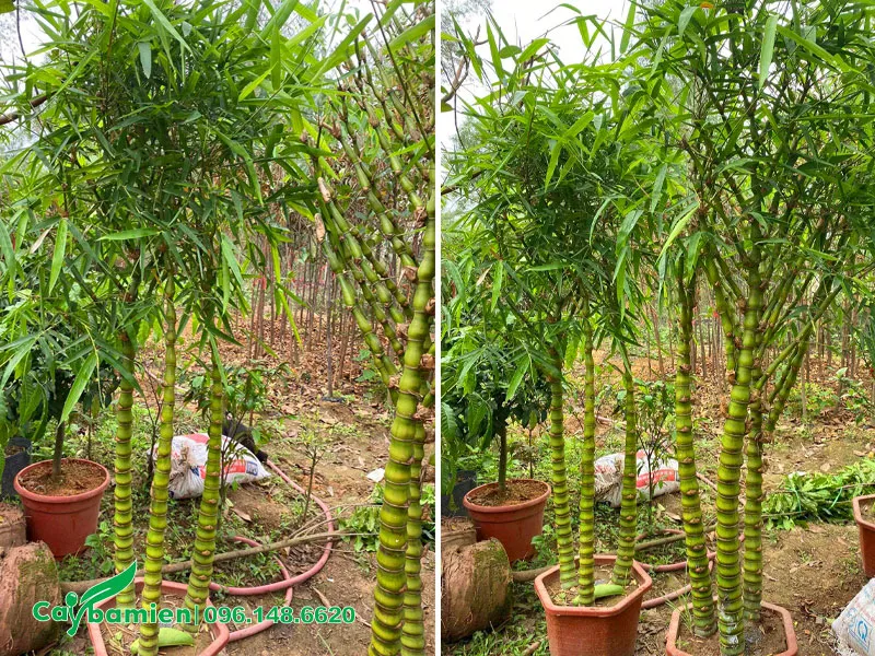 Cây Trúc Quan Âm trồng chậu chiều cao khoảng 2m